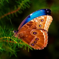 mlvn. - butterfly wings [300 FOLLOWER DIRECT DL]