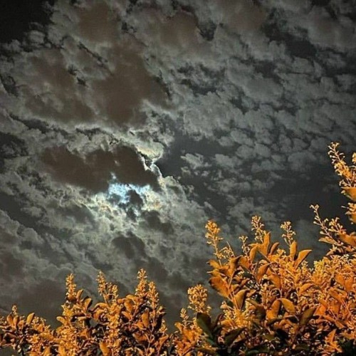 رحلت - اللون