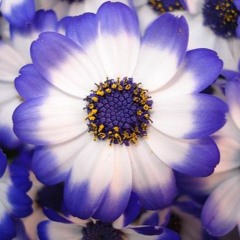 After Days (Improvisation At 240219)