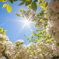 New Spring Dawn (psychill mix)