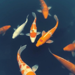 もってこい