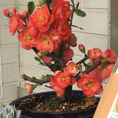 大道芸
