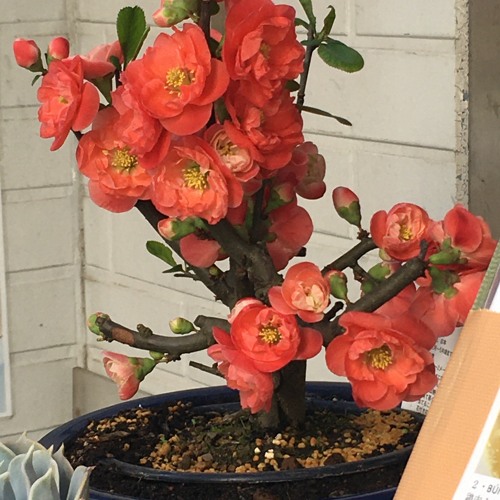 大道芸