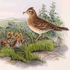 Skylarks (2) 12th May 2025-4.03am - Soomaa National Park