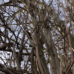 Trees With Schertler Pick-up