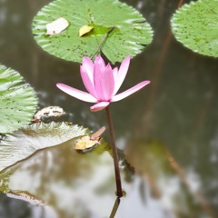 River Flows In You