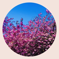 Virtual Sakura