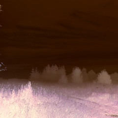 Night