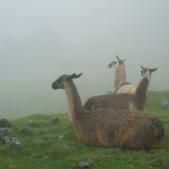 Foggy Morning