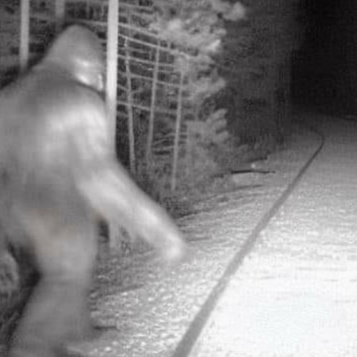 Bigfoot Interview w Chop
