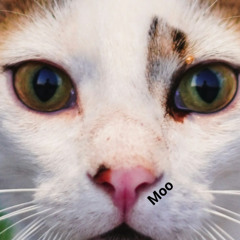 meaw