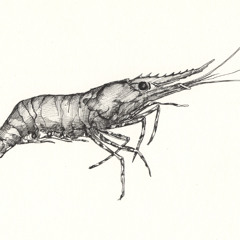 The Noisiest Guys on the Planet