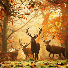Bruno B -  Autumnal Day