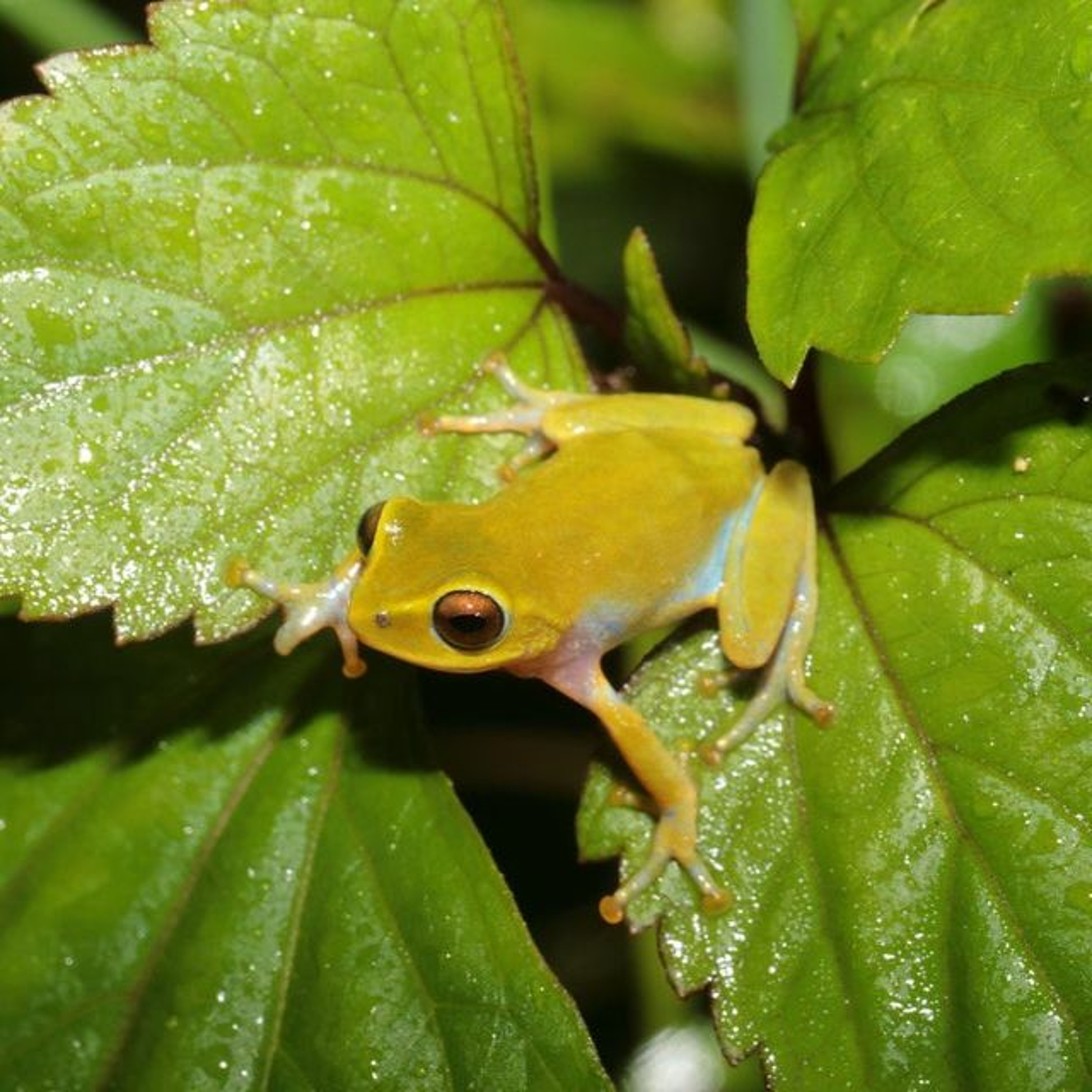 Frog Dharma - A talk by Paul Doughty (7 November 2019) episode artwork