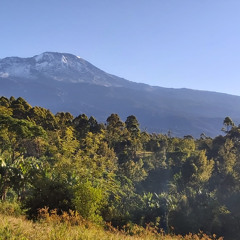 Coffee Plantation Dusk
