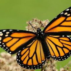 | Akhtar Chanal Zehri | New Brahvi Song 2019