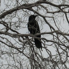 big dog shyt. (boredom 2) #ʌ #ʇ