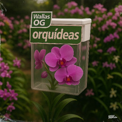 Wallas oG - Orquideas