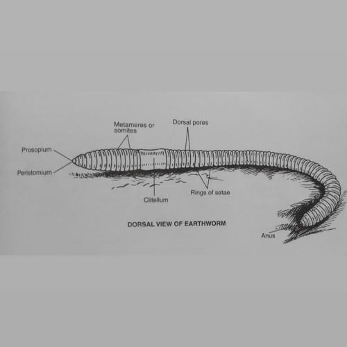 Chibs - Earthworm (ARTIX! VIP)(XX99 redo)