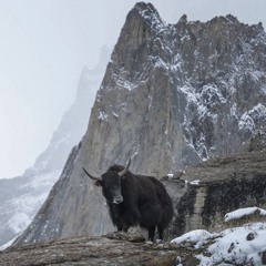 Folk Songs We Never Finished” by Azeem Hunzai and Team