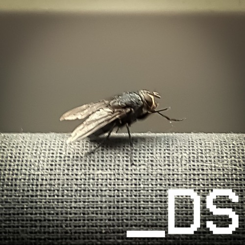 Improvised serenade for a random fly