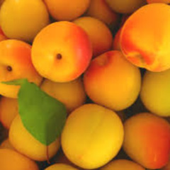 Ume [Naviar Haiku # 623]