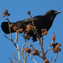 Wo Toren Kron und Zepter tragen