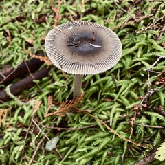 Acid mushroom