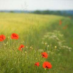 They shall grow not old (SATB)