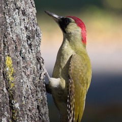 Green Woodpecker yaffle call, Devon, England, April 1963