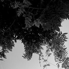 Dark Reflections (Special 003)