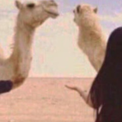 اللي يدور لـ الوصل باب يا مرحبا والله يحييه