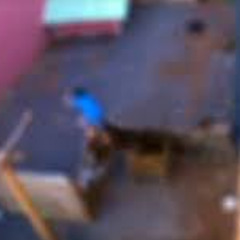 New** Crianca Mata 23 Animais Crianca De 9 Anos Mata Animais Crianca De 9 Anos Mata 23 Animais