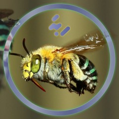 PREMIERE: Pablo Splice - Maurits Methodz [Woodwork Recordings]