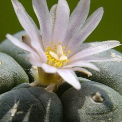 acacia komod ft joeyy & fr!day - mescaline moon chopped and screwed