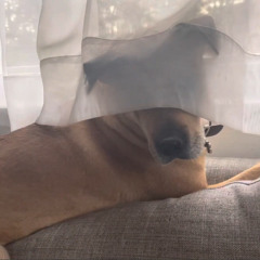 osamason - my moms instrumental (prod. cranes)