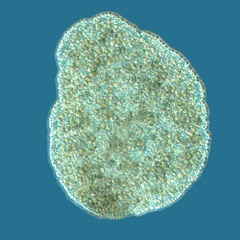 Placozoa (2019)