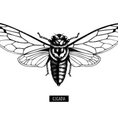 Cicadas 매미들(Cover.)