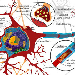 neuron diagram class 10 @me