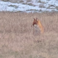 Red fox howling