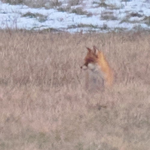 Stream Red fox howling by Václav Novotný | Listen online for free on