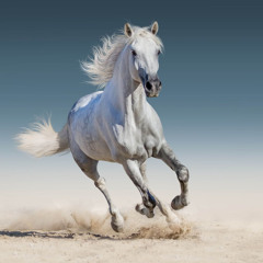 gallop