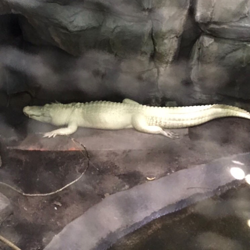 gator axtivity P . salitto