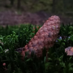 Rust