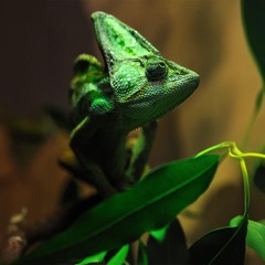 BLENDING IN