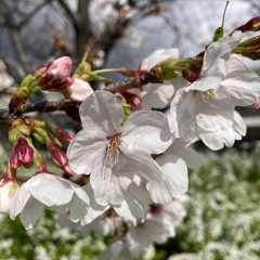 Blossoms