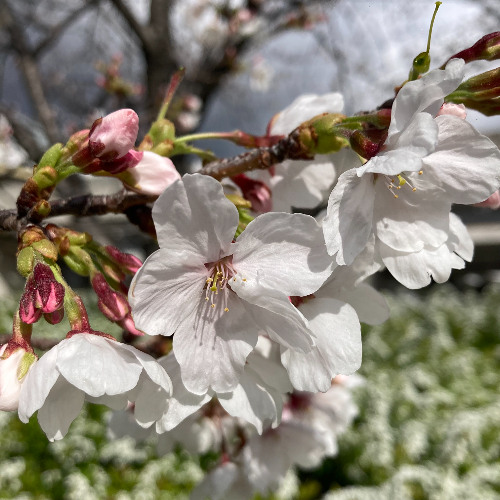 Blossoms