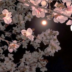 sunshynee 25s samples  ( labs with @benjaminrollzshawty @plowgod)