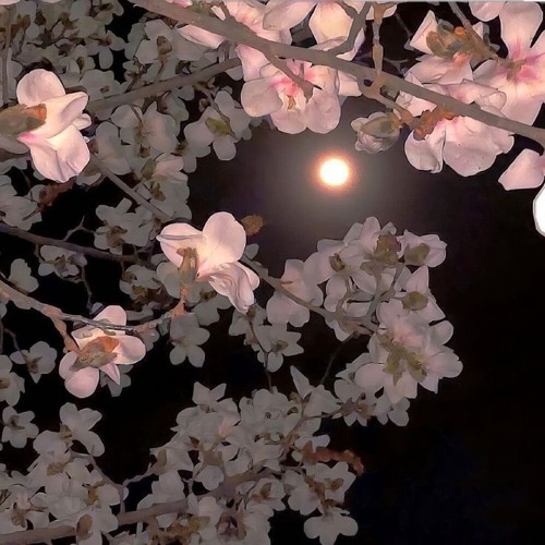 sunshynee 25s samples  ( labs with @benjaminrollzshawty @plowgod)