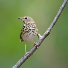 Call of the hermit thrush